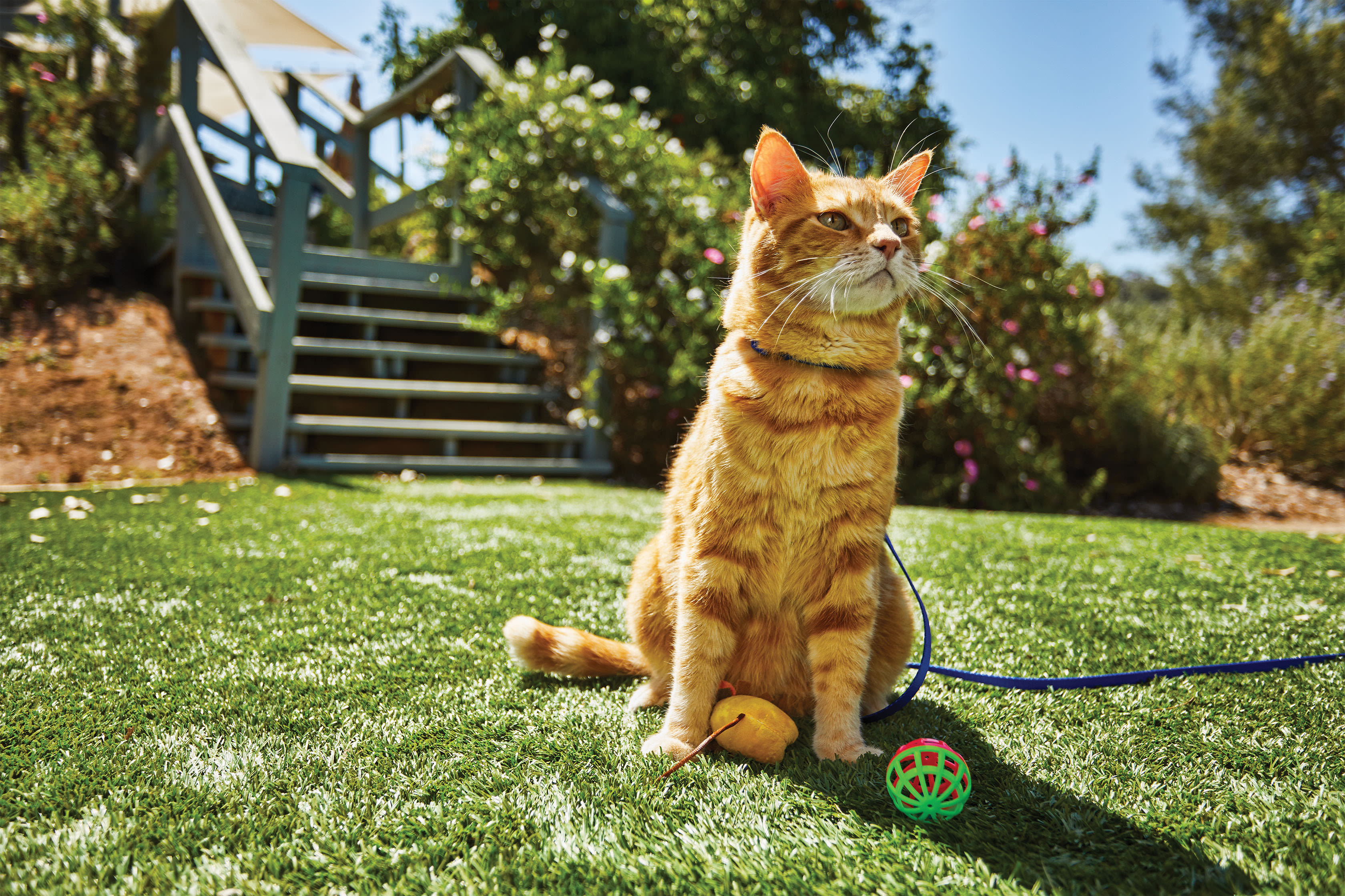 Why and How to Keep Your Cat Active Petco