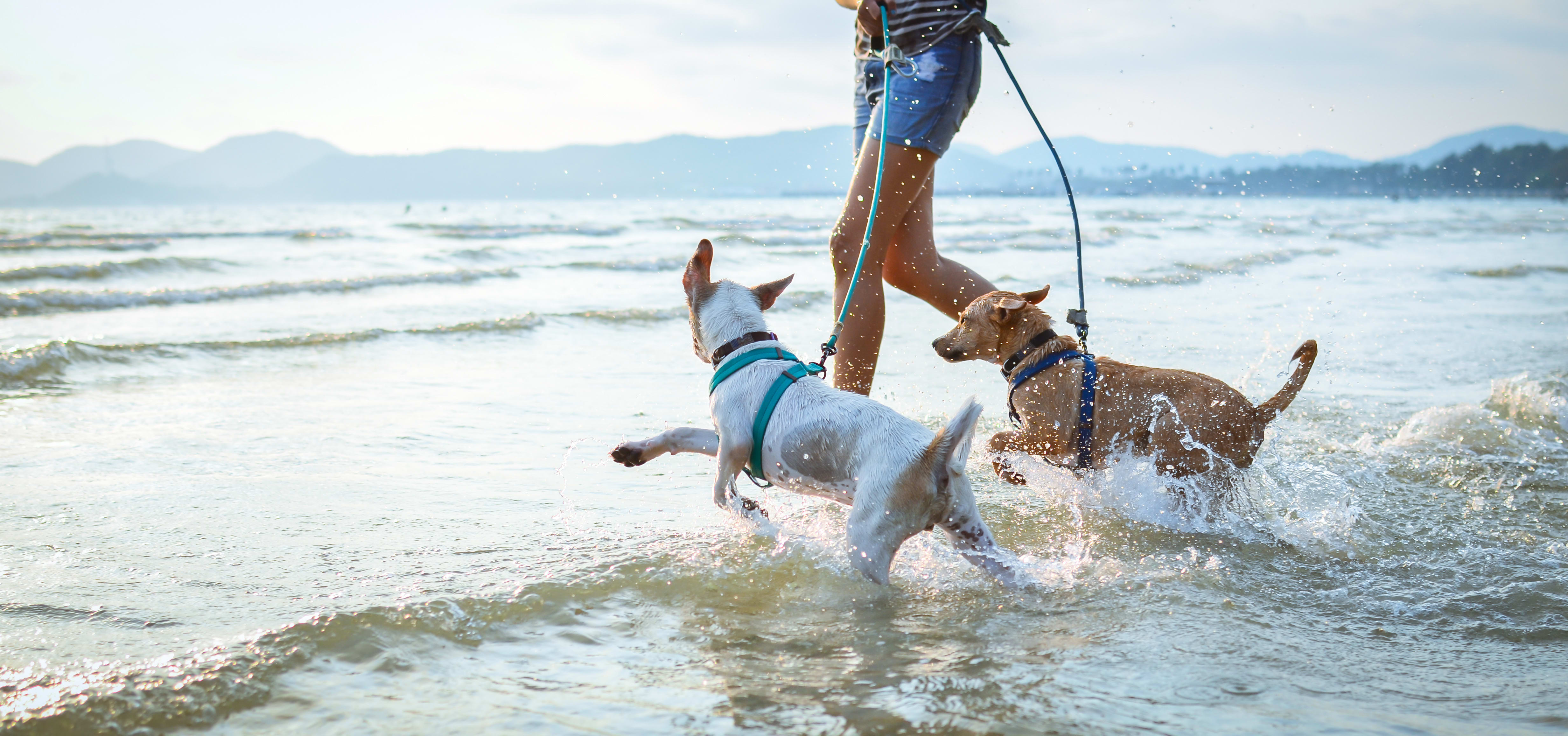 What Vitamins And Supplements Does Your Active Dog Need Petco