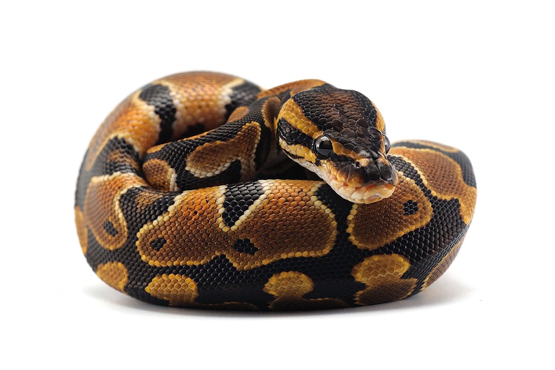 Ball Python Care Sheet: Food, Habitat & Health