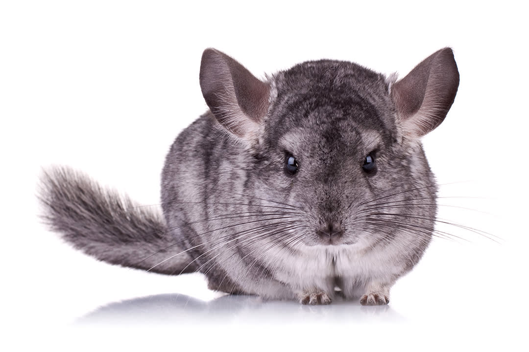 Chinchilla pet 2024