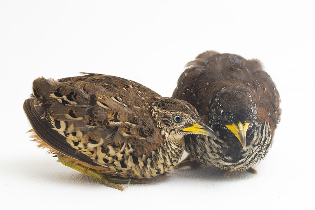 Comparison of colors of feathers from Japanese quail. On the left