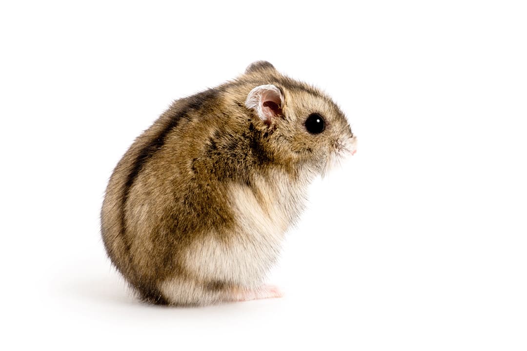 Chinese store dwarf hamster