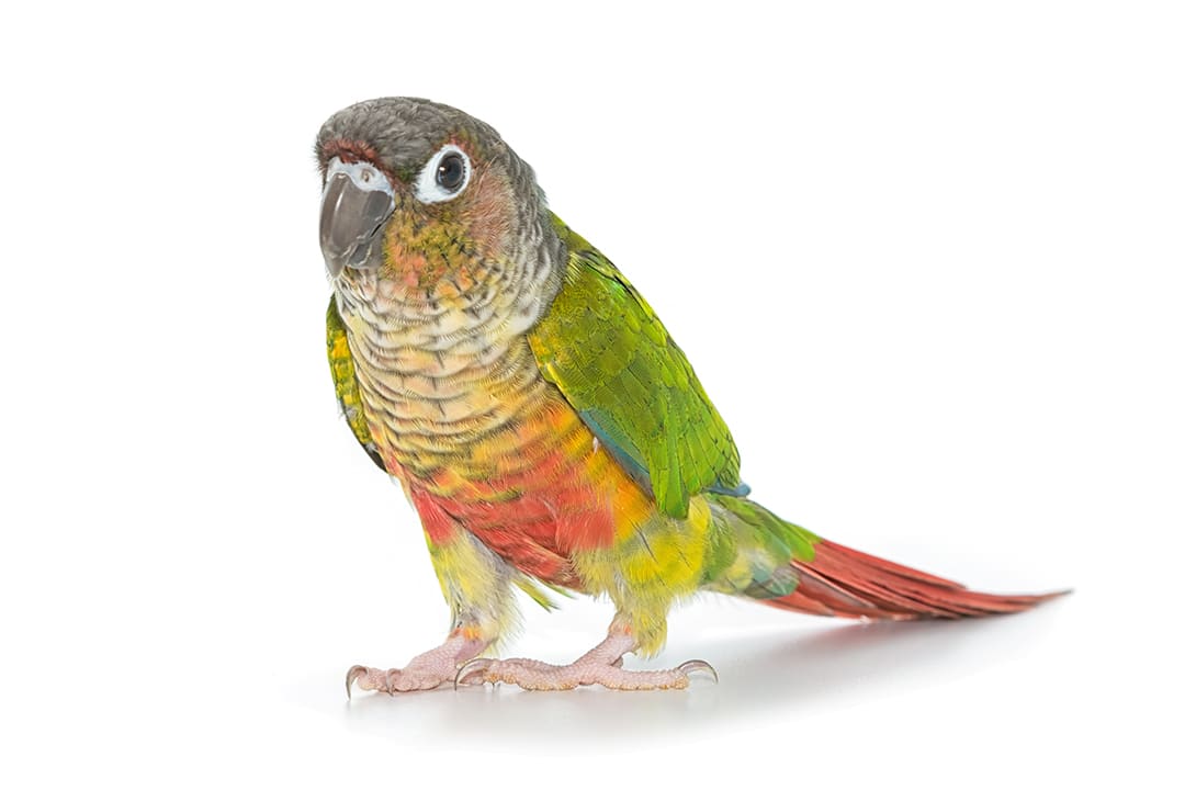 Green-Cheek Conure Care Sheet: Food, Habitat & Health