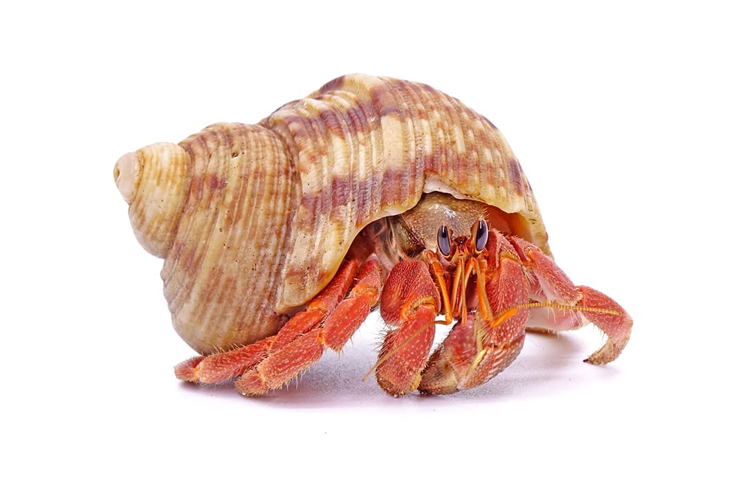 Imagitarium Ramp Bowl for Hermit Crabs | Petco