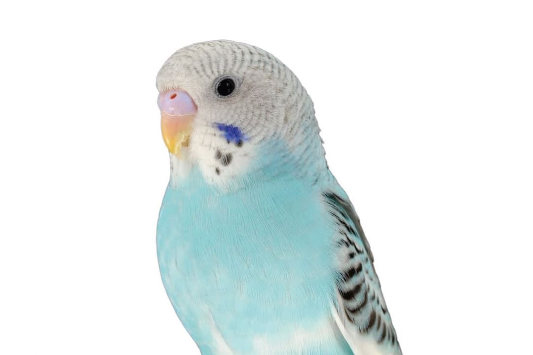 All white hot sale parakeet