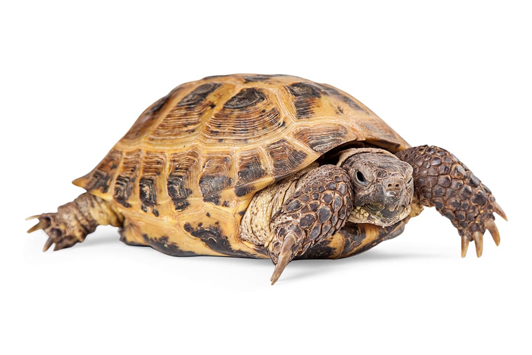 Hermann's Tortoise (Testudo hermanni)