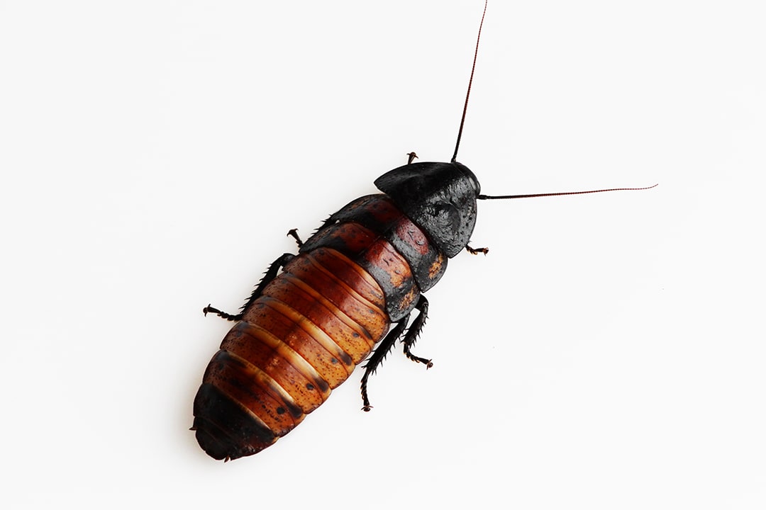 What Do Cockroaches Eat?