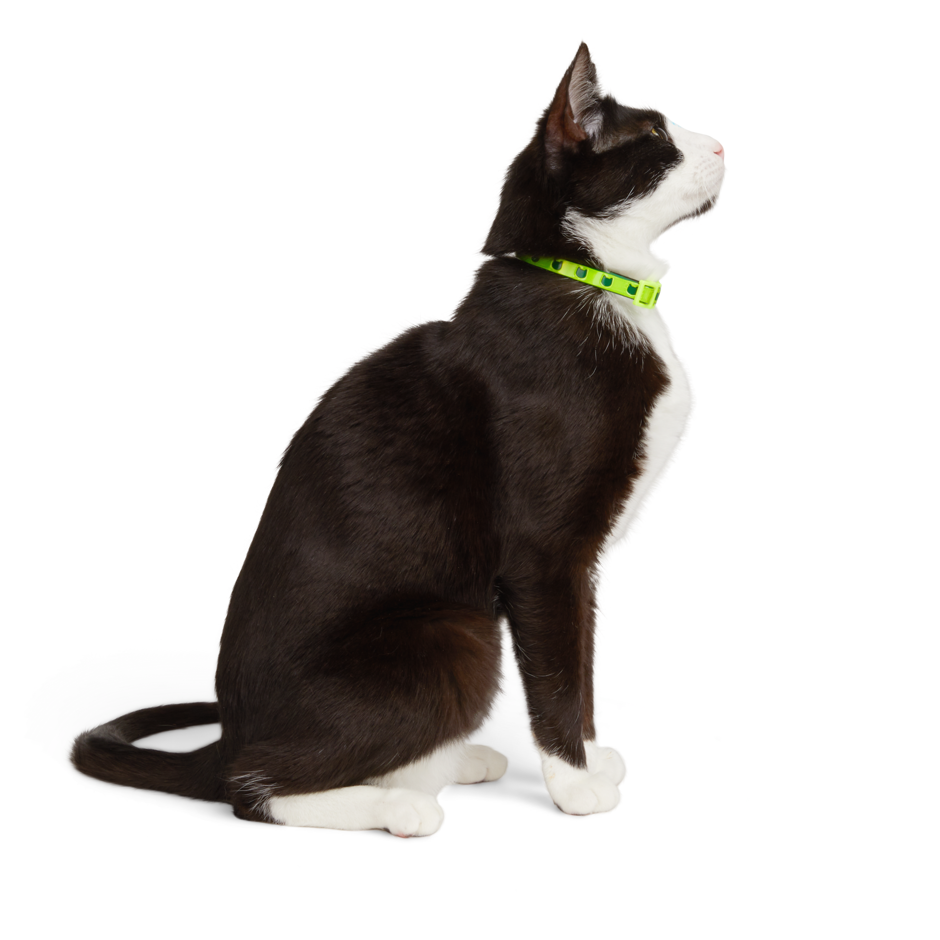 YOULY Neon Yellow Reflective Cat Collar Large Petco