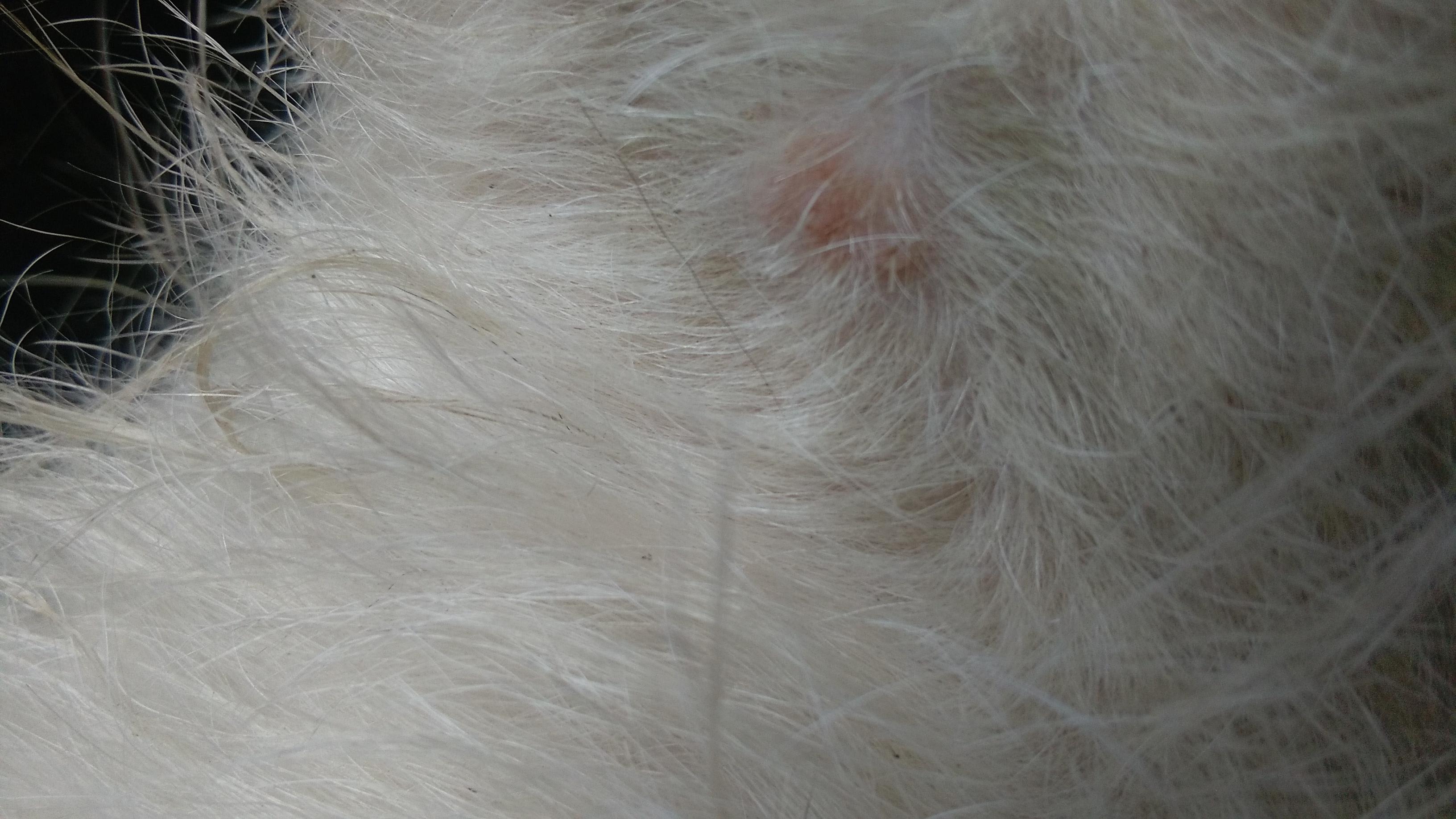 My dog has red lumps & scabby wound. Take him to the vet? | Petco