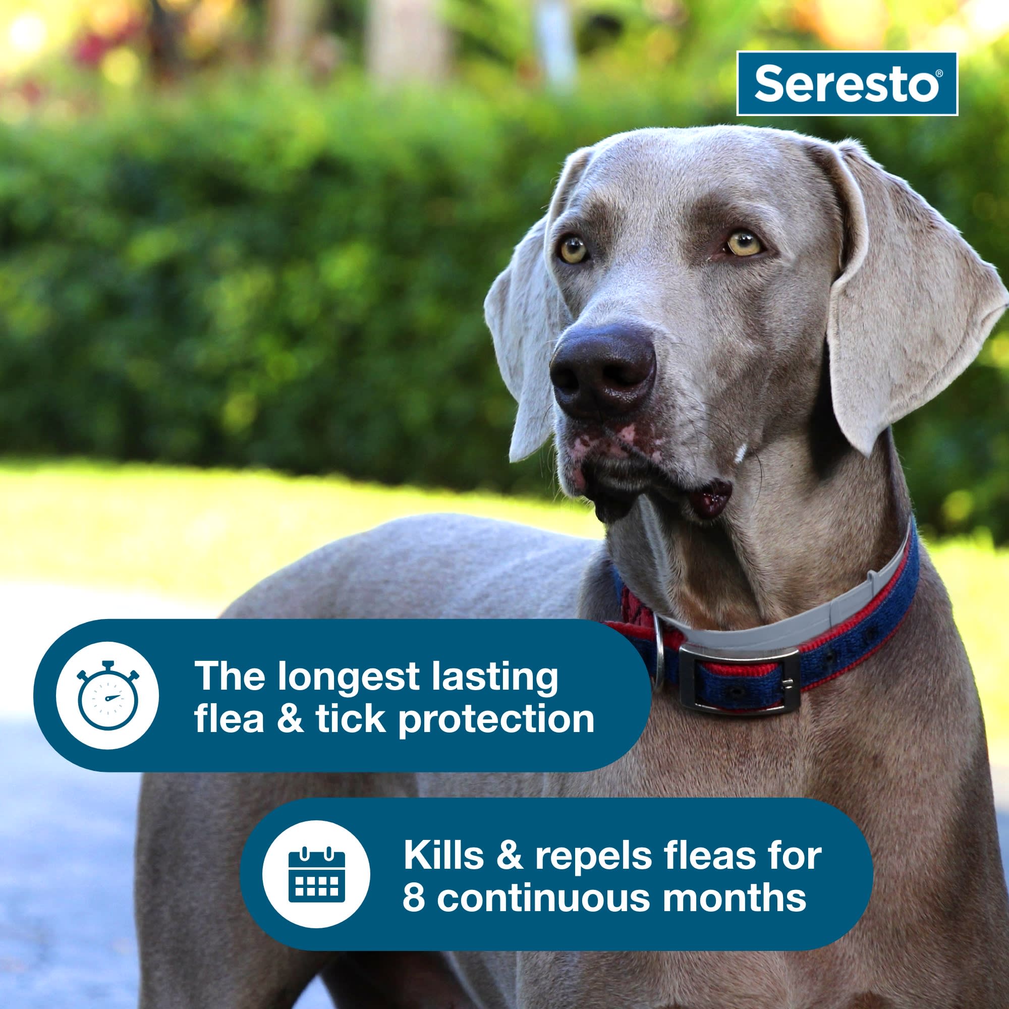 Seresto Flea Tick Collar for Large Dogs 8 Month Protection