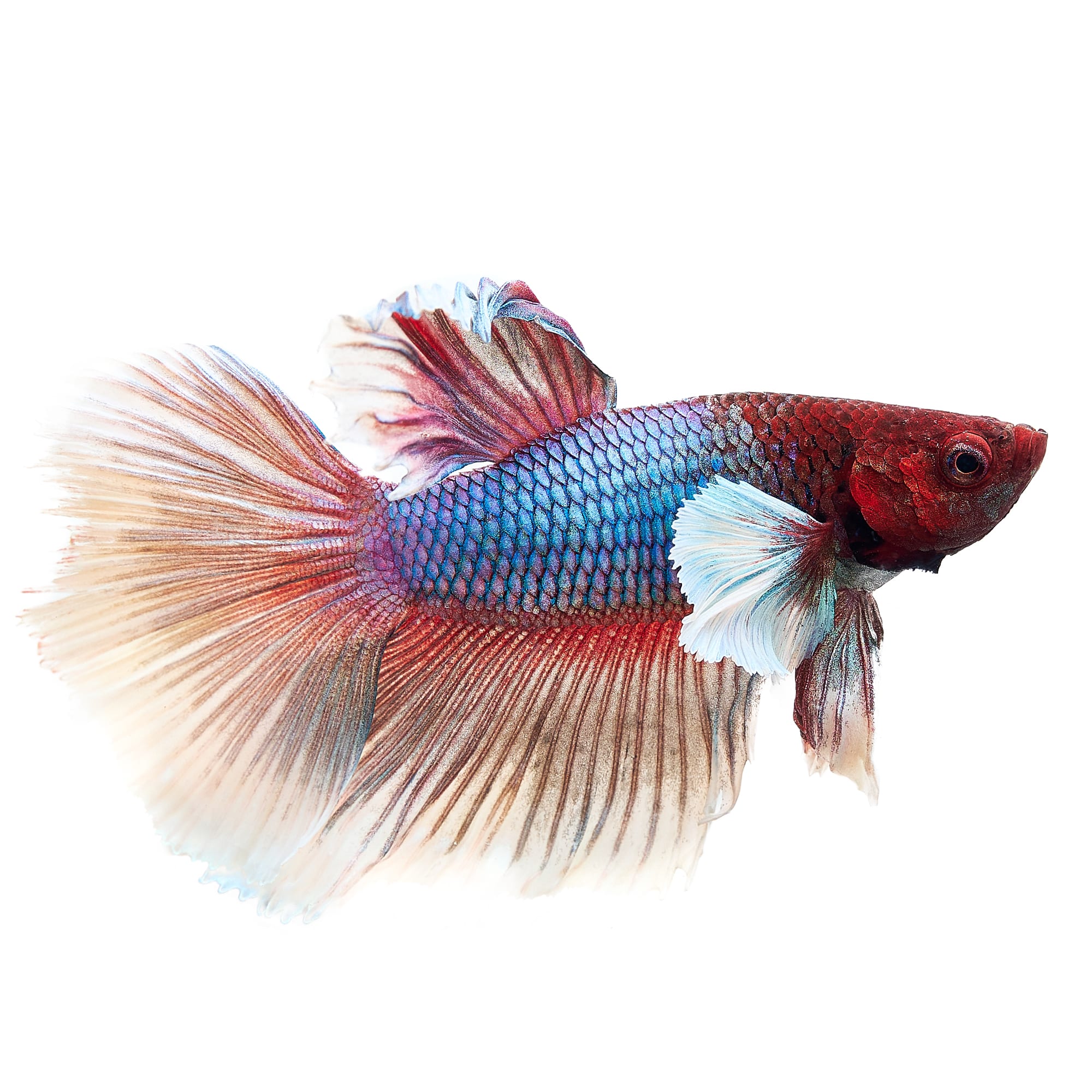 Elephant Ear Halfmoon Betta Fish for Sale Petco