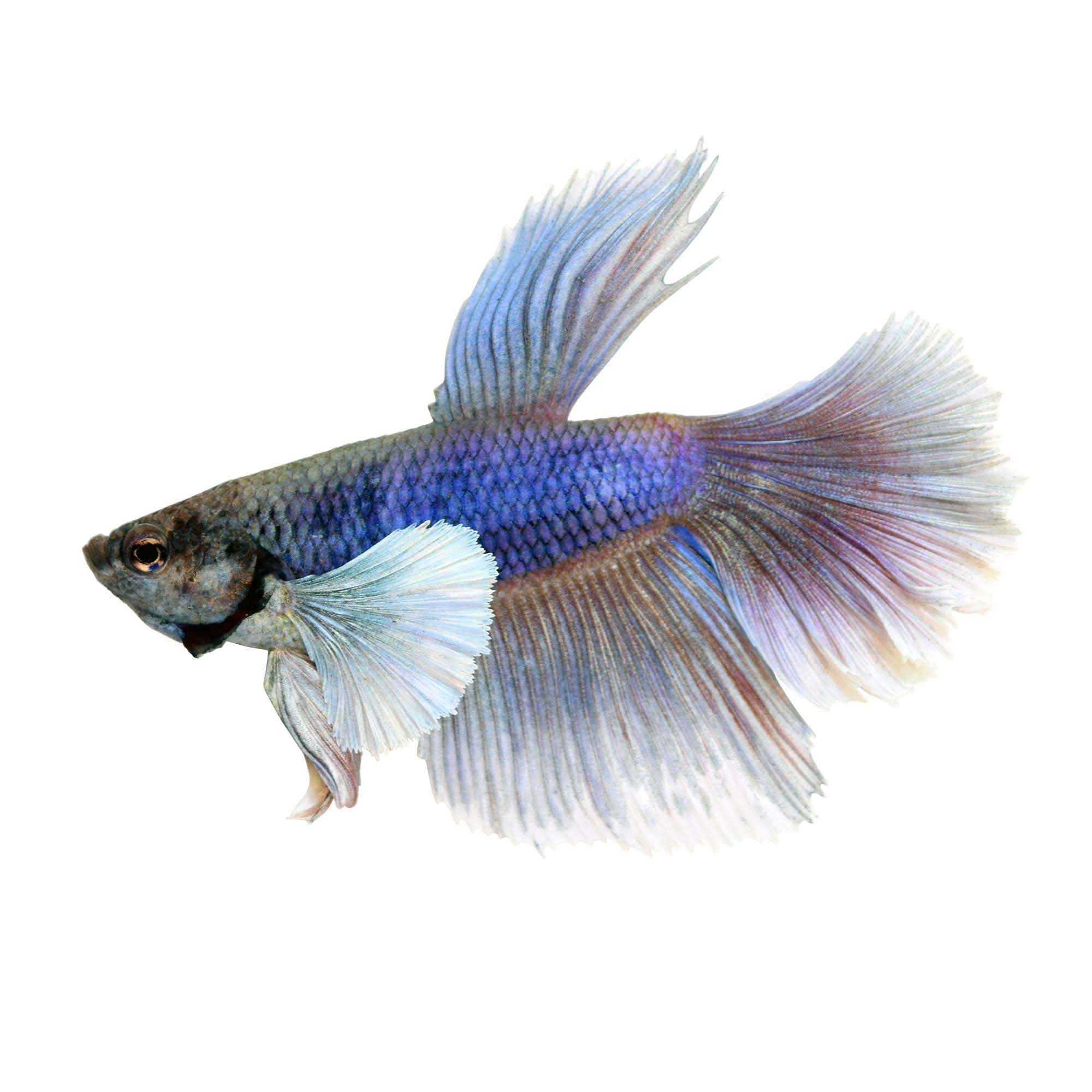 elephant ear siamese fighting fish