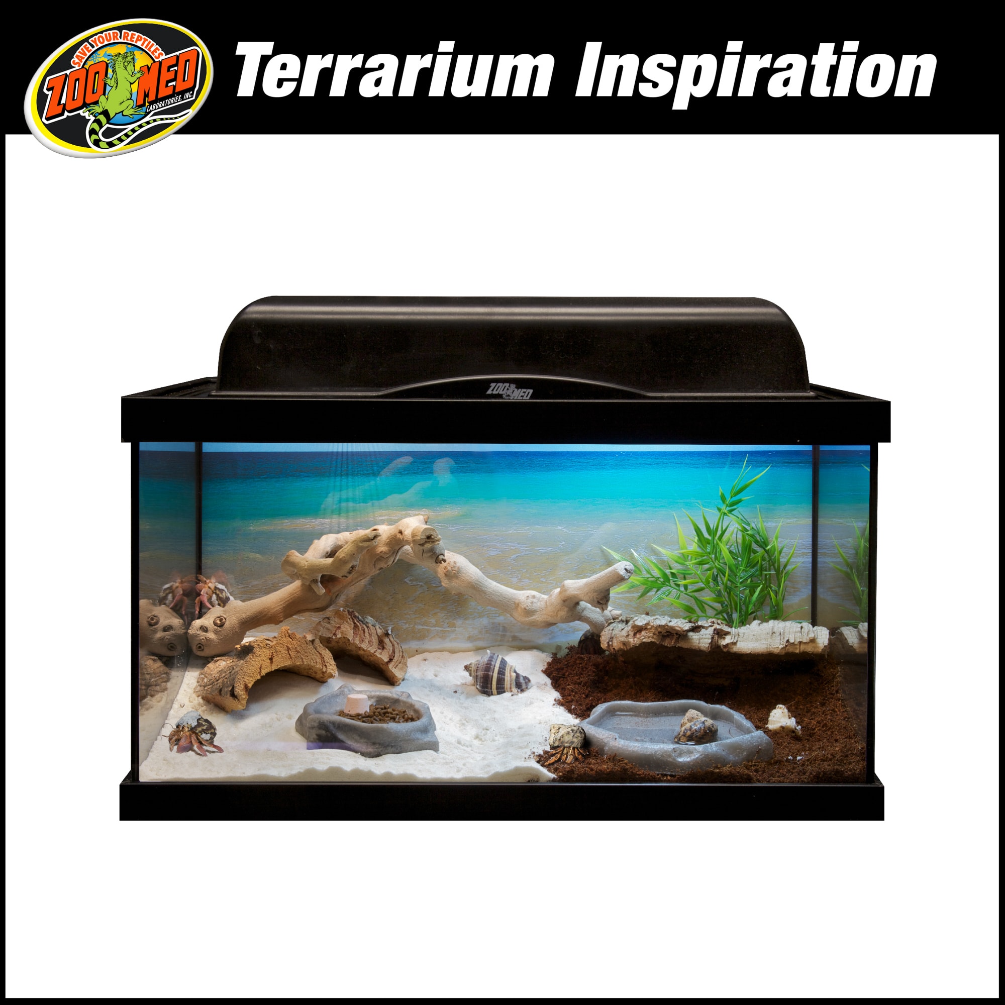 SMALL ANIMAL – Tagged Hermit Crabs – PET DESTINATION