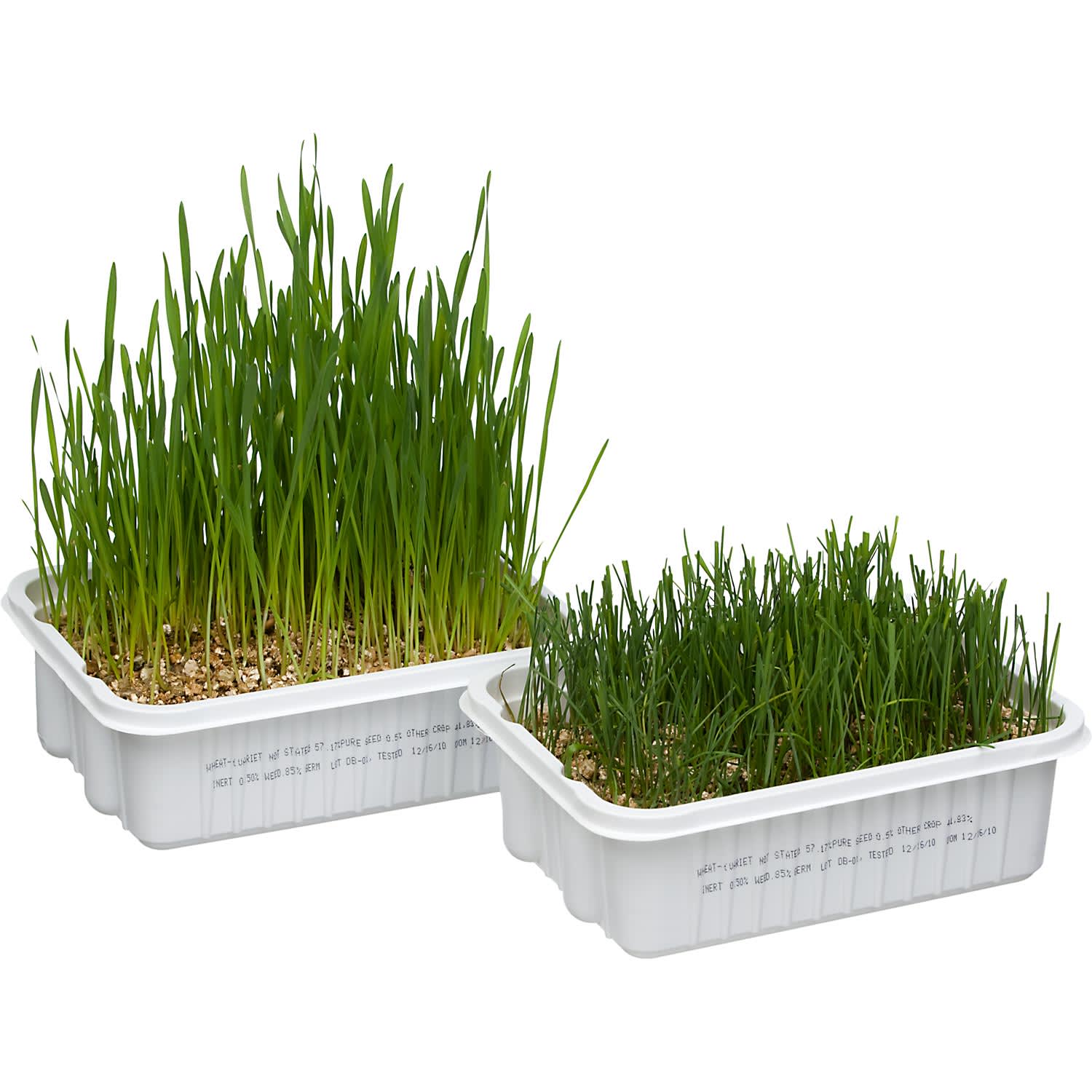 Gimborn CatA bout Cat Grass Plus Petco