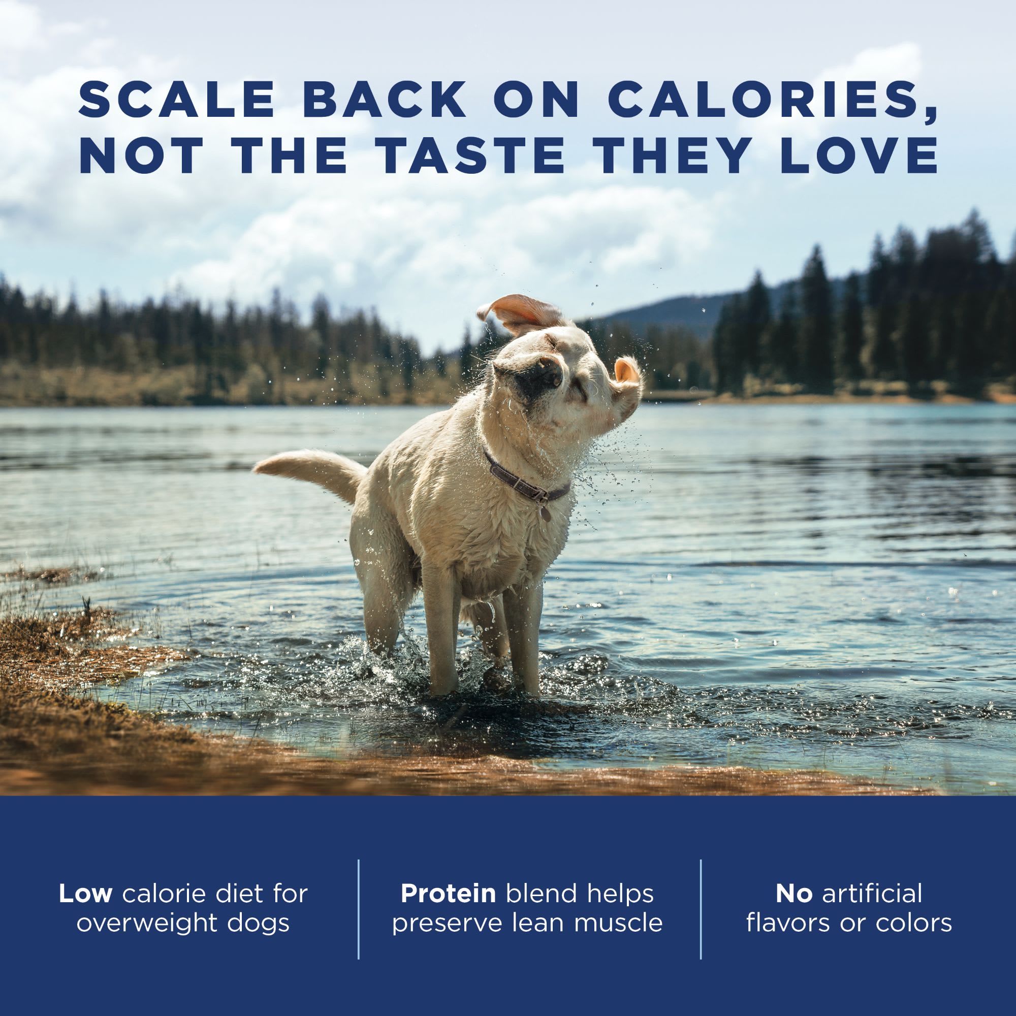 Natural Balance Fat Dogs Chicken Meal, Salmon Meal ...