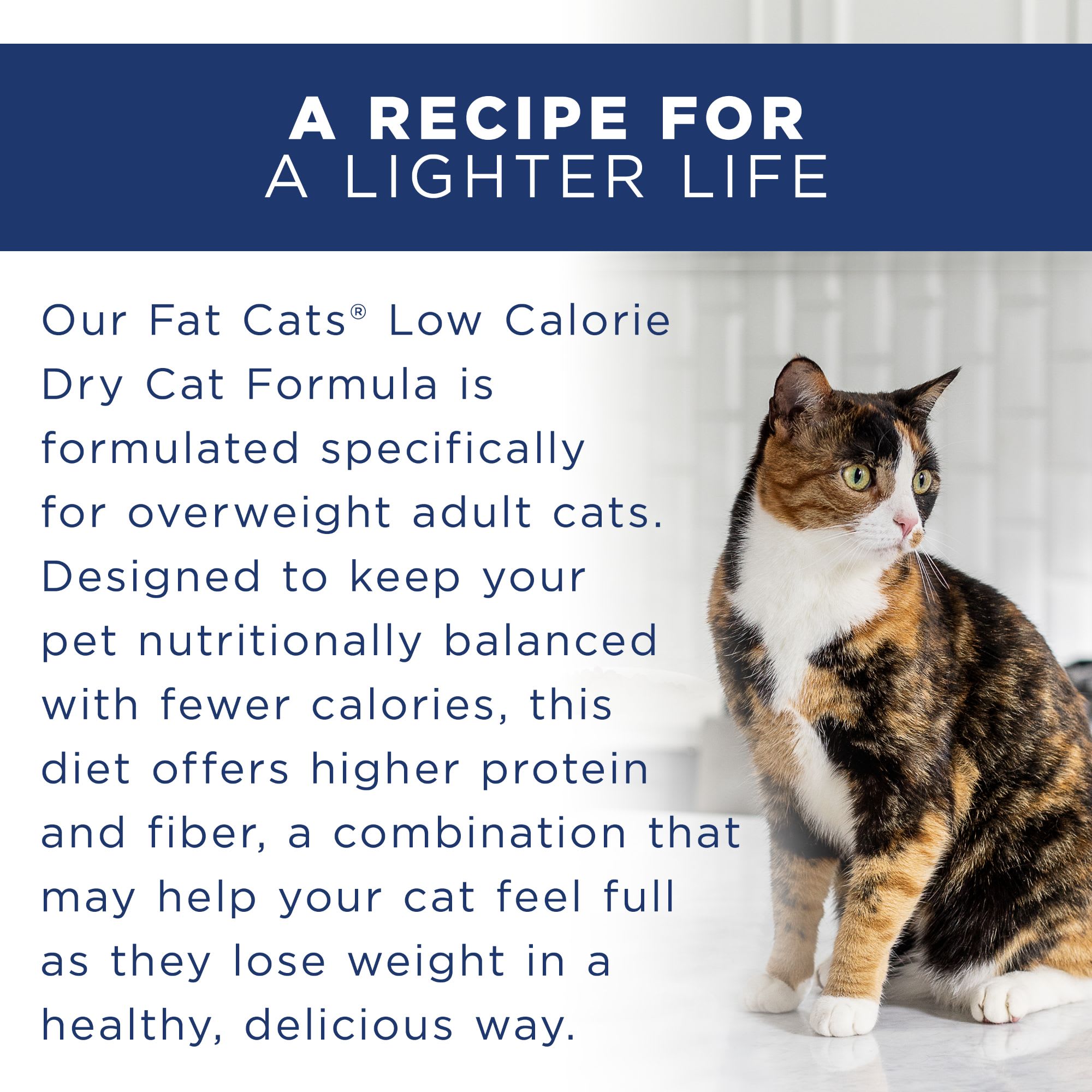 Natural balance low sales calorie cat food