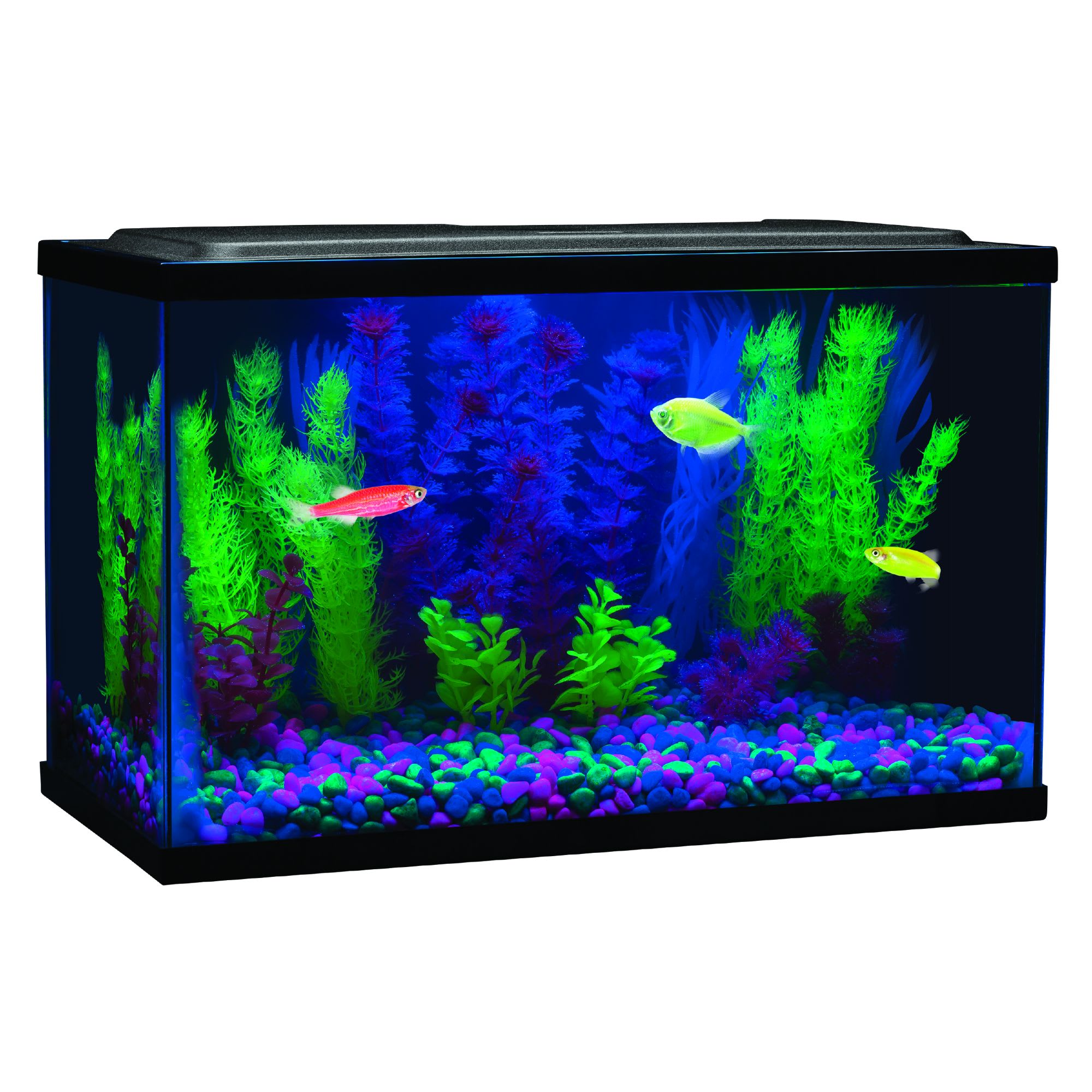 Fish GloFish 20 Gallon Aquarium Kit Planted glofish tank | Fish tank them.....