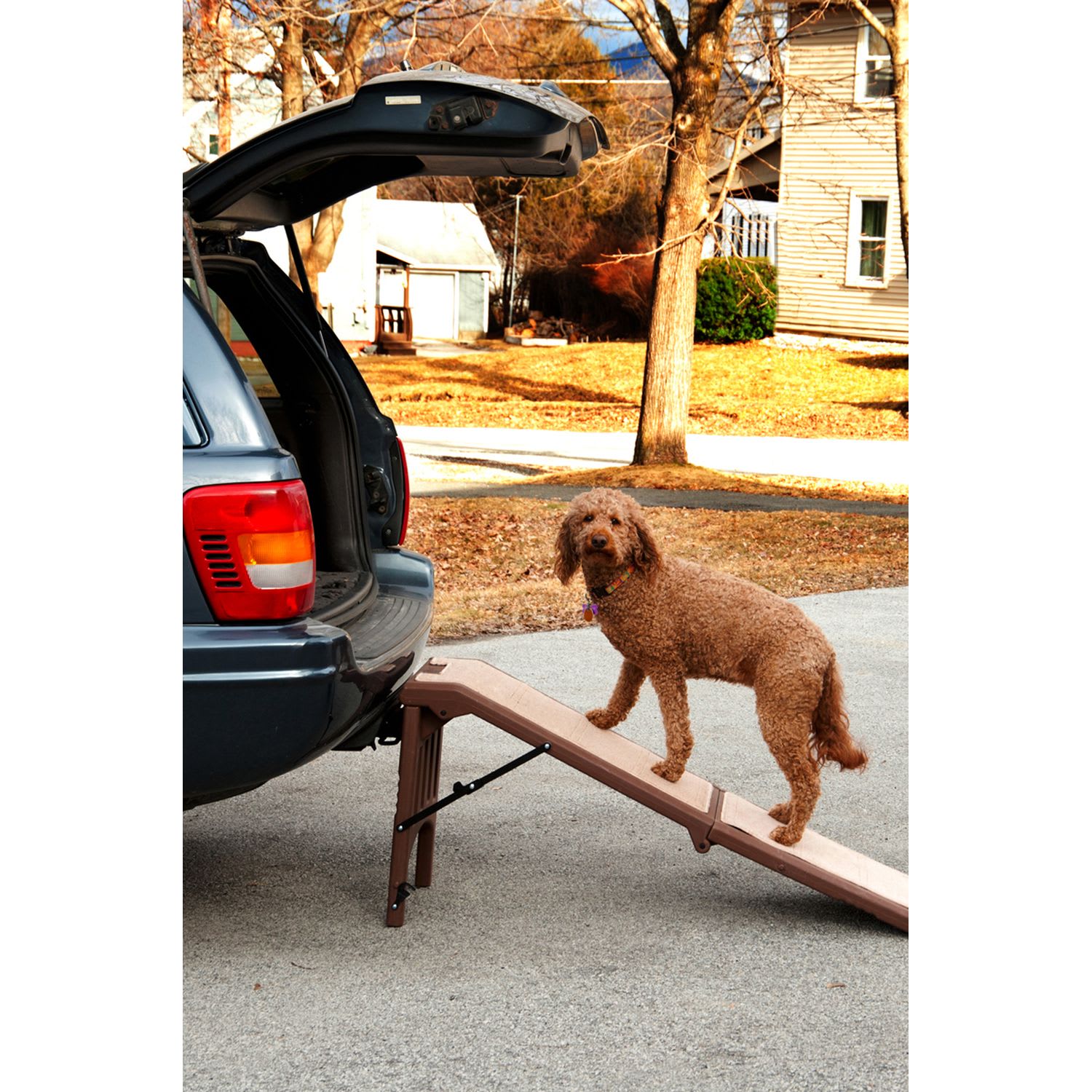 Petco store dog ramp