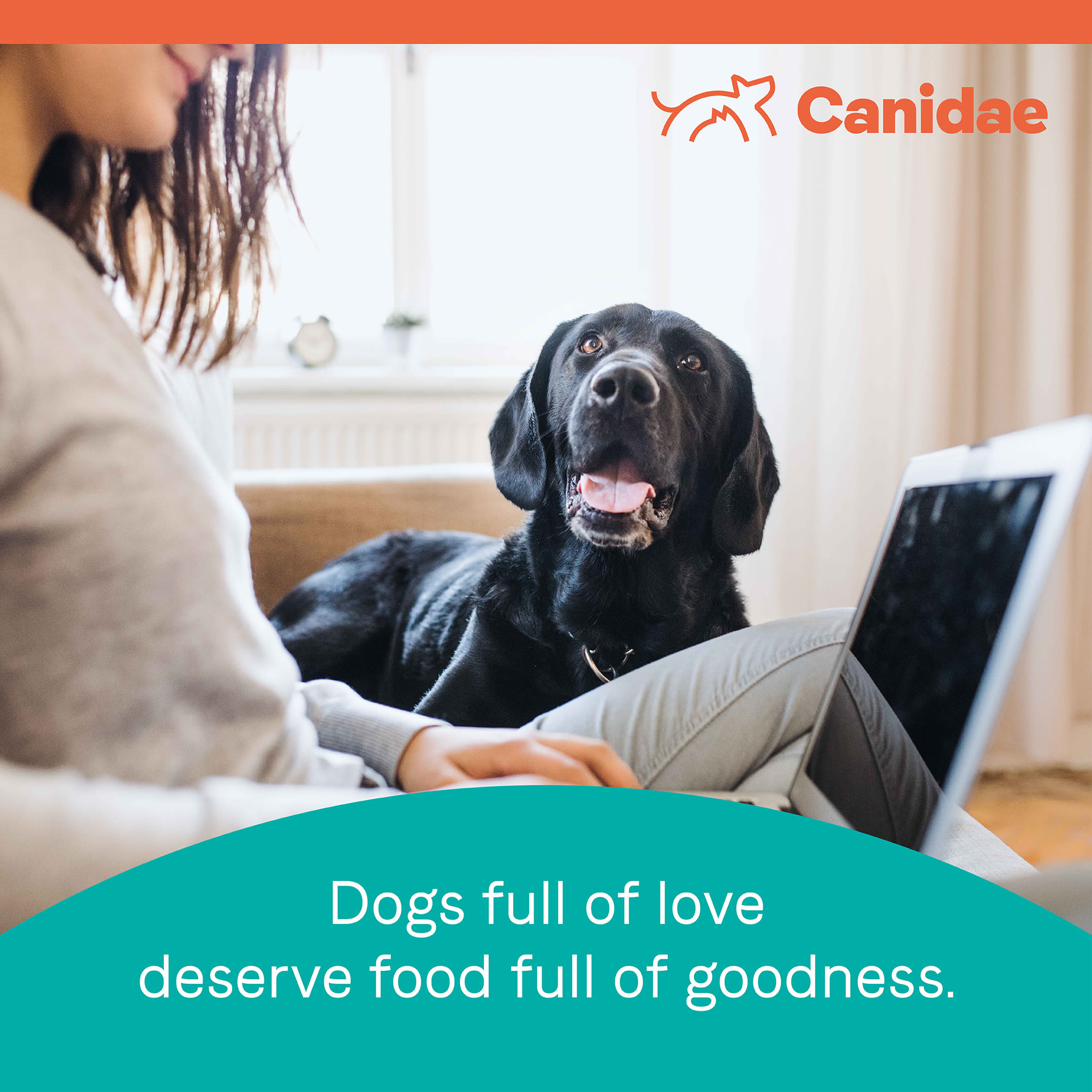 canidae pure salmon and sweet potato