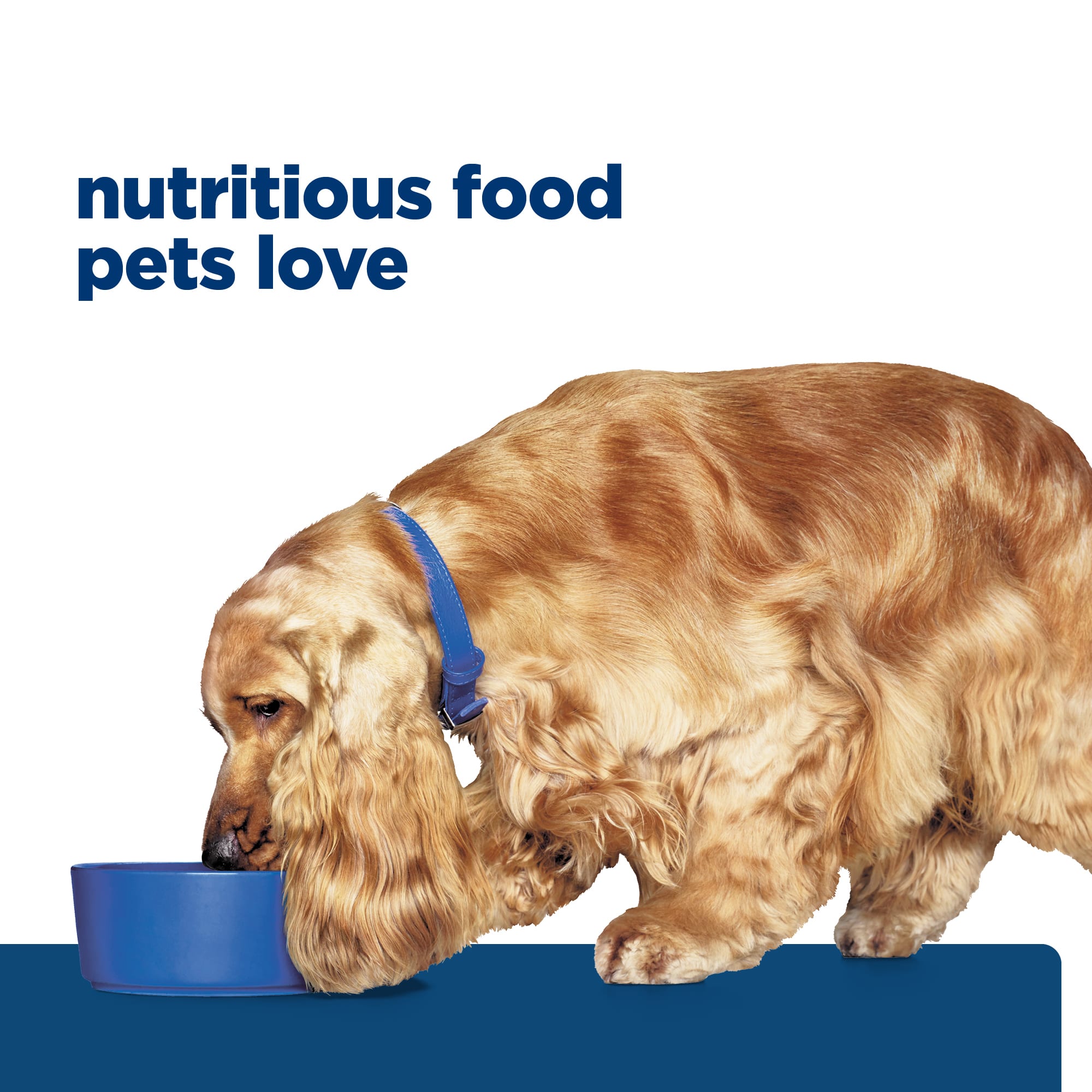 Zd diet clearance for dogs