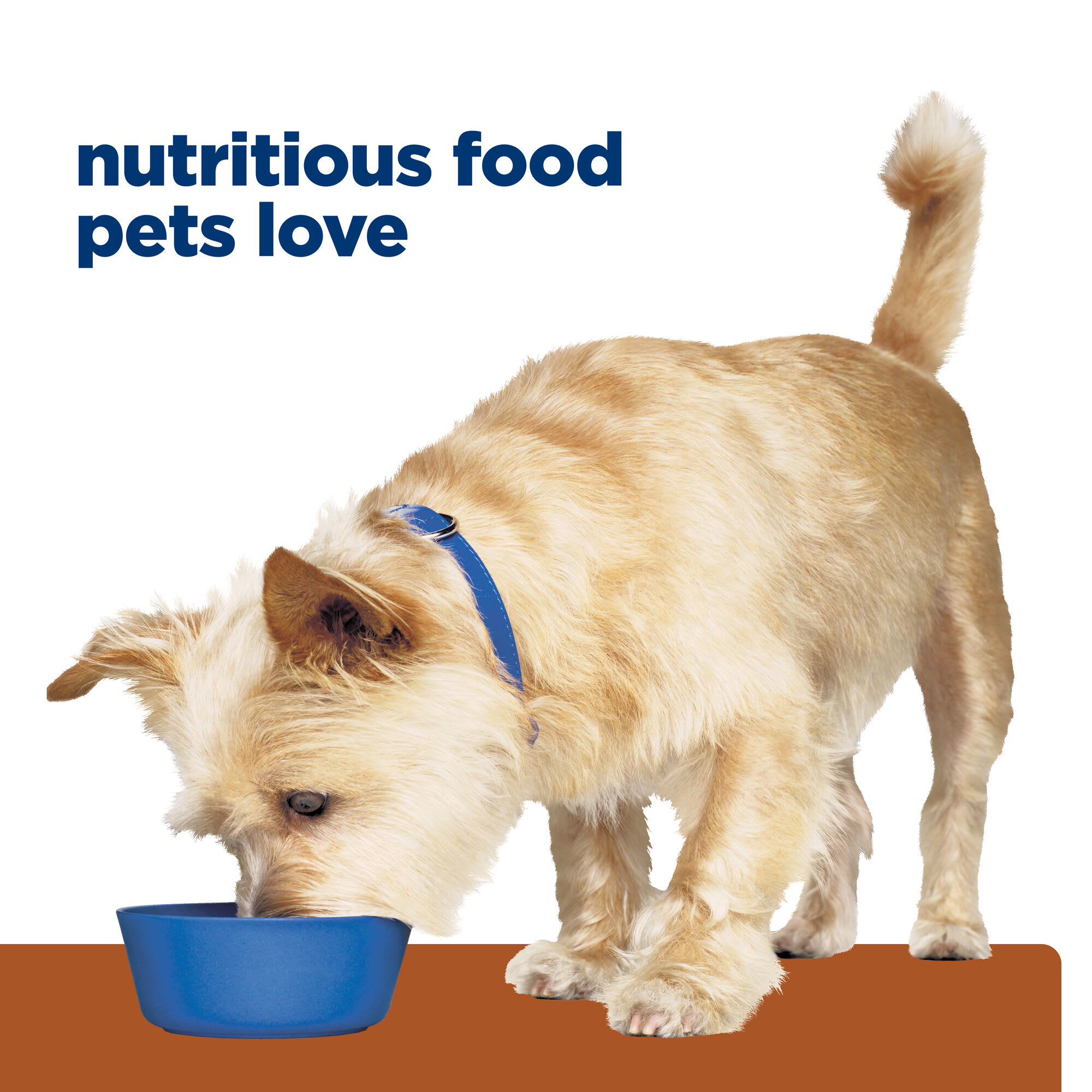 Hills dog outlet food kidney care