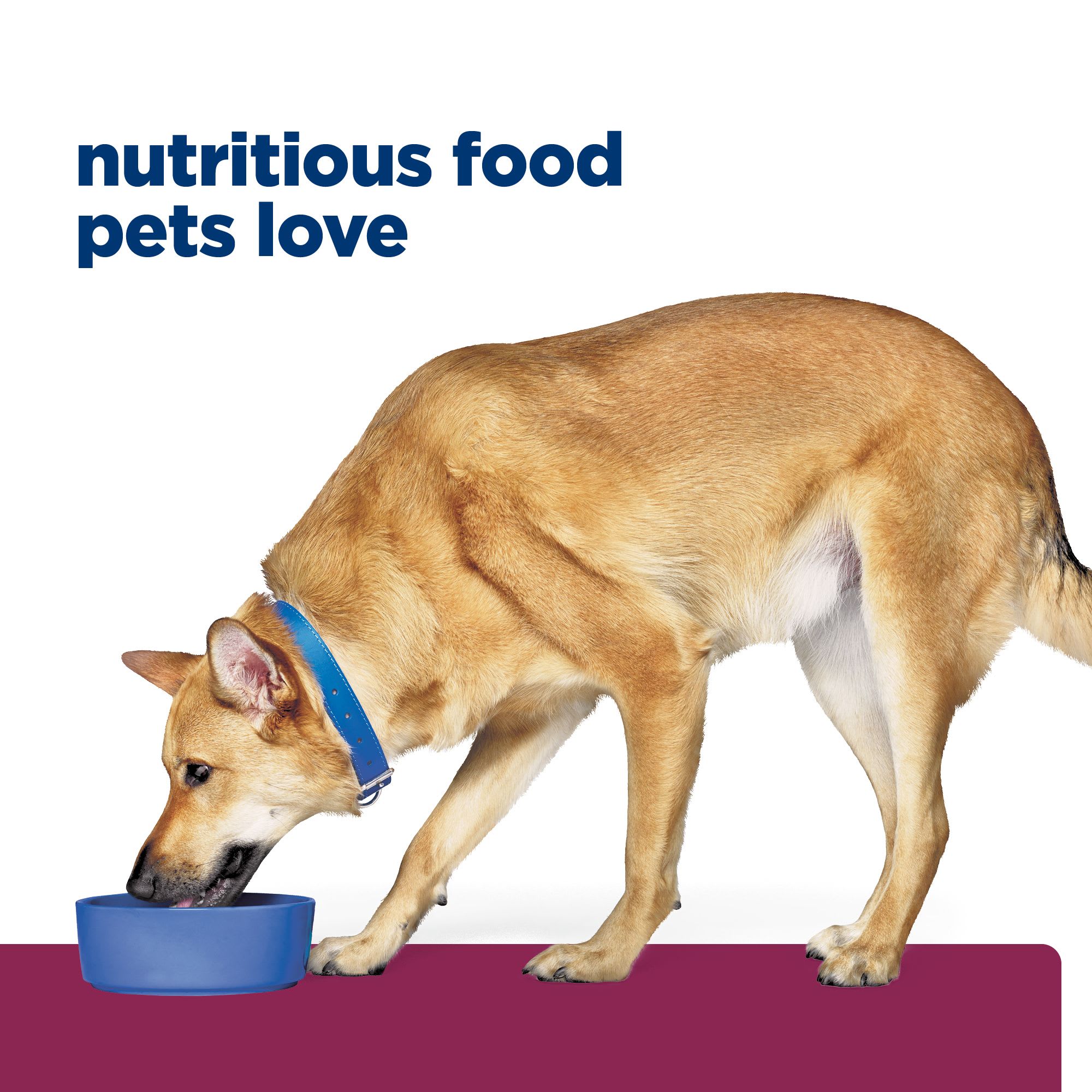 Id sensitive dog outlet food