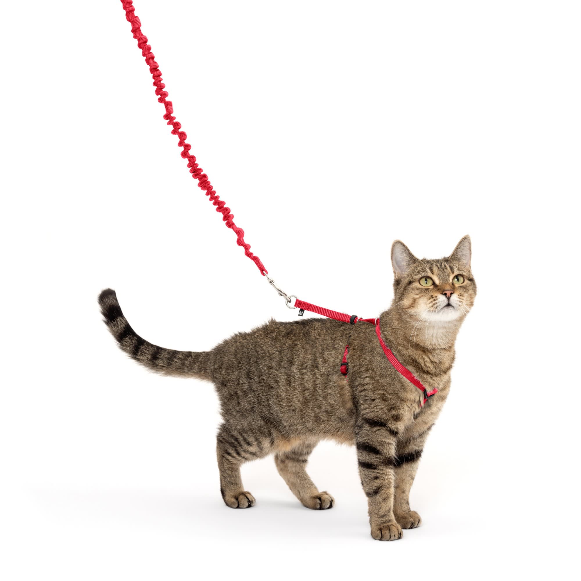 PetSafe Gentle Leader Come with Me Kitty Harness Bungee Leash Dusty Rose Medium Petco