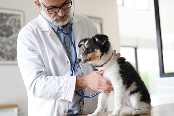 dog at vet