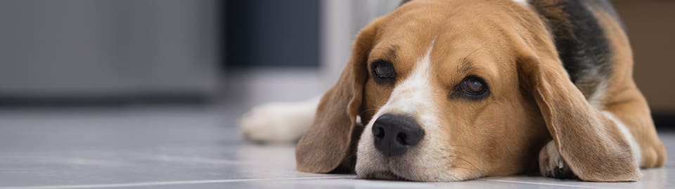 Sad beagle dog