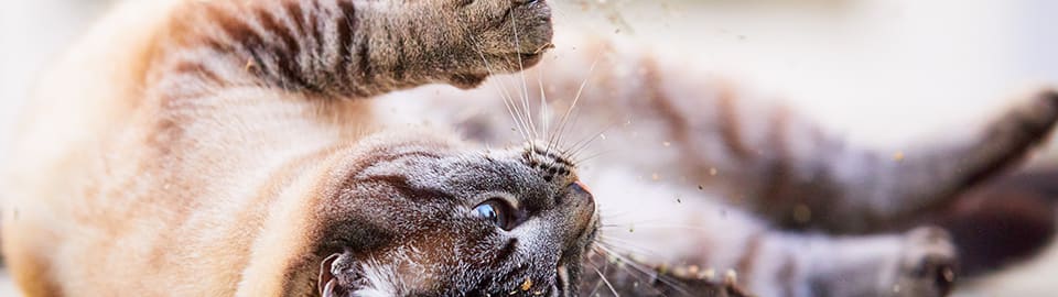 Can Cats Eat Catnip?