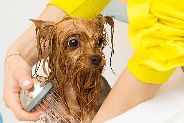 How to wash your dog