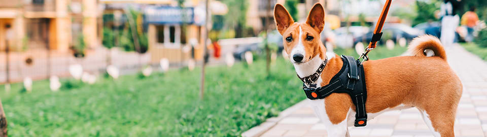 Choosing the Best Dog Harness, Collar, or Leash