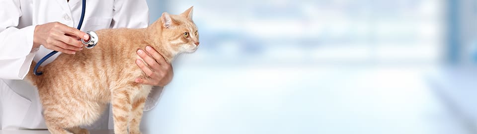 Cat at veterinarian