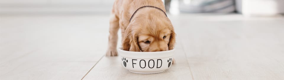 Puppy Feeding Guidelines