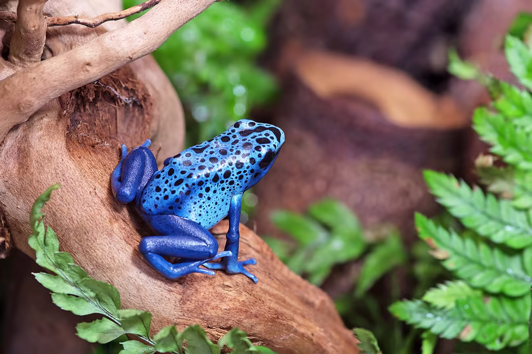 Amphibian Safety: Essential Tips for Healthy Handling & Care
