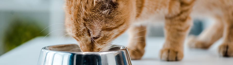 How Much Water Should My Cat Drink?