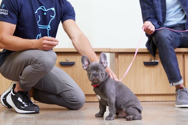 Puppy leash training at Petco