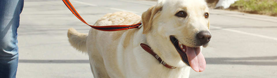 Leash training shop an older dog