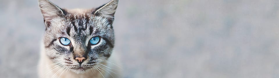 cat with blue eyes