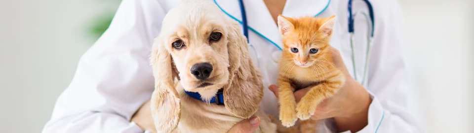 dog & cat with vets