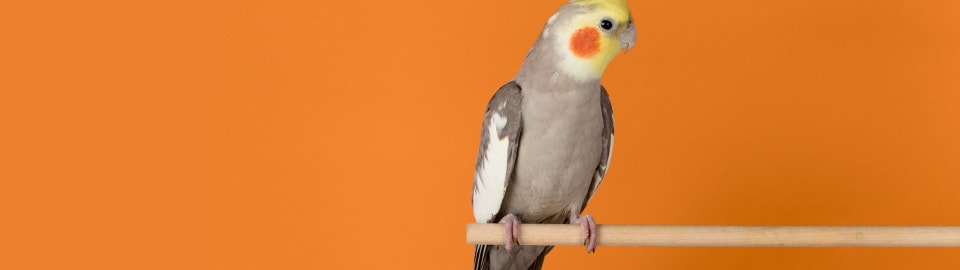 Top Summer Concerns for Pet Birds