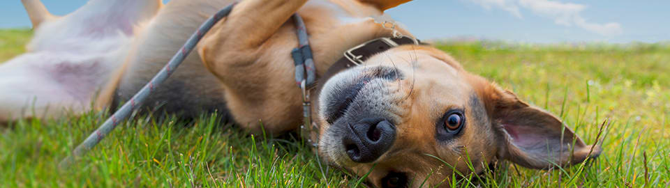 dog rolling in the grass