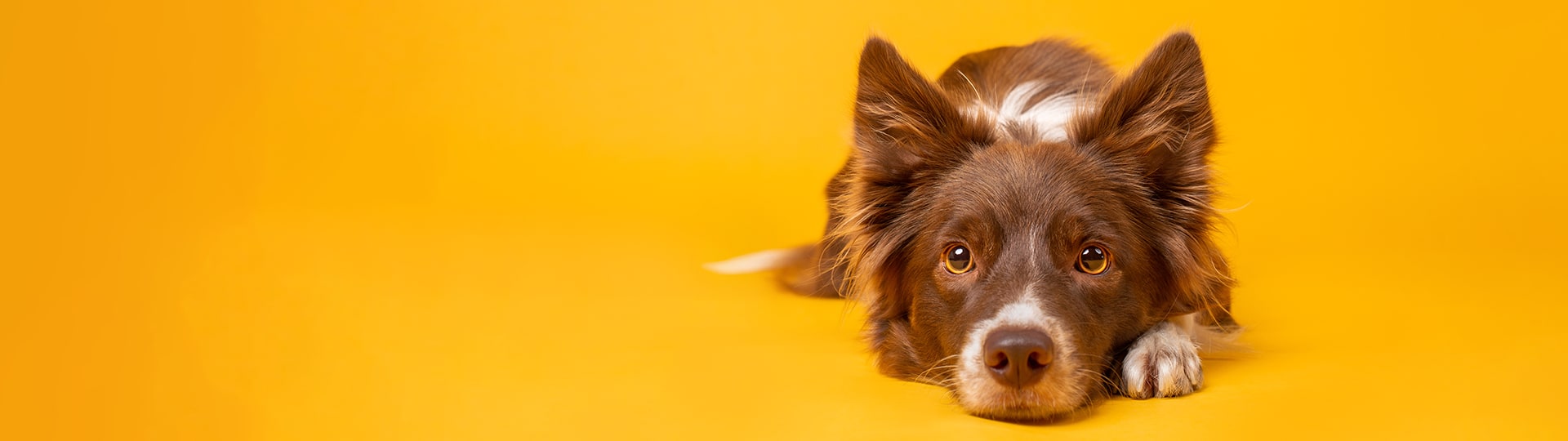 dog laying down yellow background