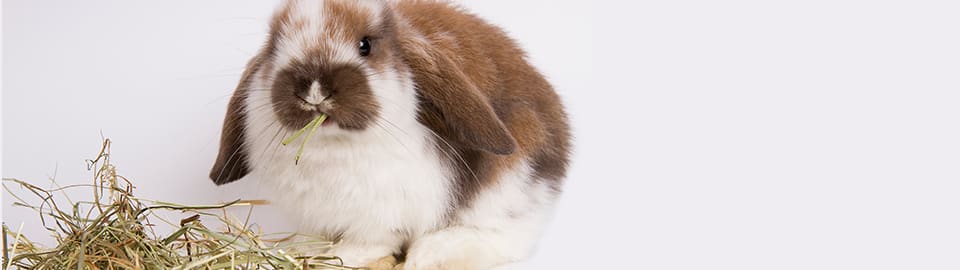 rabbit chewing on hay