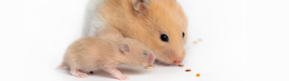 hamster with a baby hamster