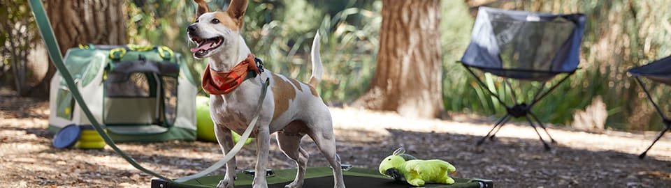 Your dog can get ready for the big game with the help of Petco