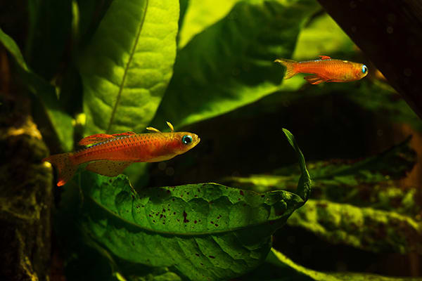 fish in a blackwater aquarium