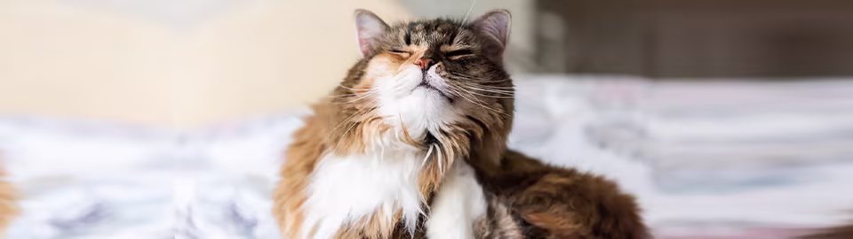 Itchy Cat? Causes, Relief & Treatments for Feline Skin Issues