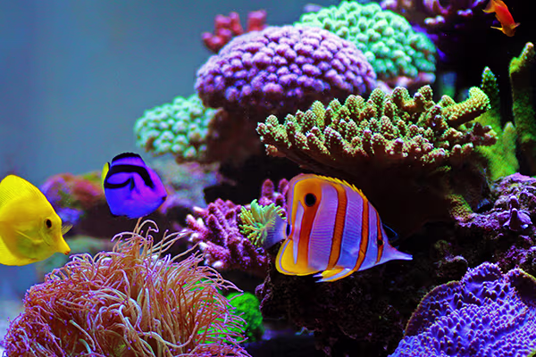 Overfeeding Fish: Why It's a Problem and How To Avoid It