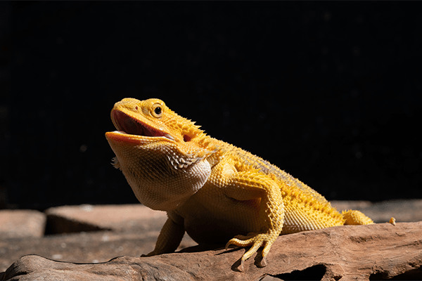 bearded dragon basking